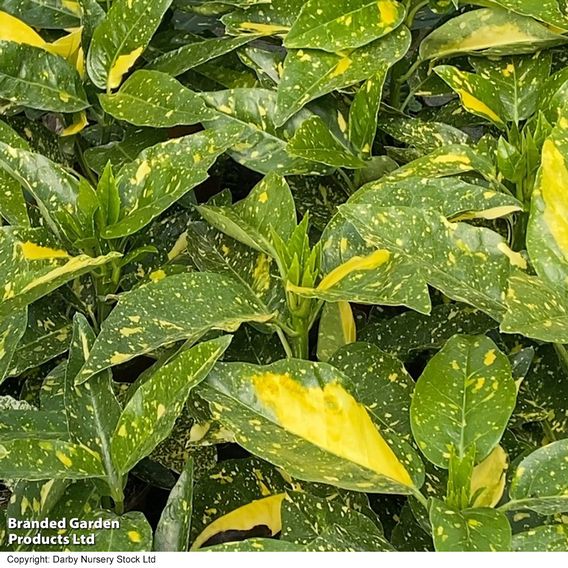 Aucuba japonica 'Mr Goldstrike'