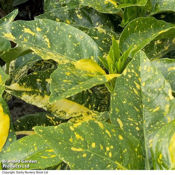 Aucuba japonica 'Mr Goldstrike'