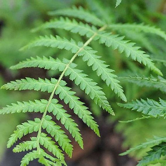 Australian Tree Fern