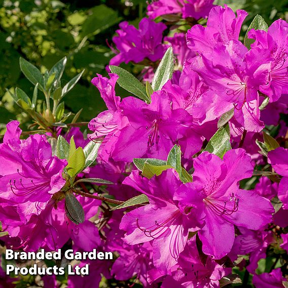 Rhododendron 'Wombat' (Azalea Group)