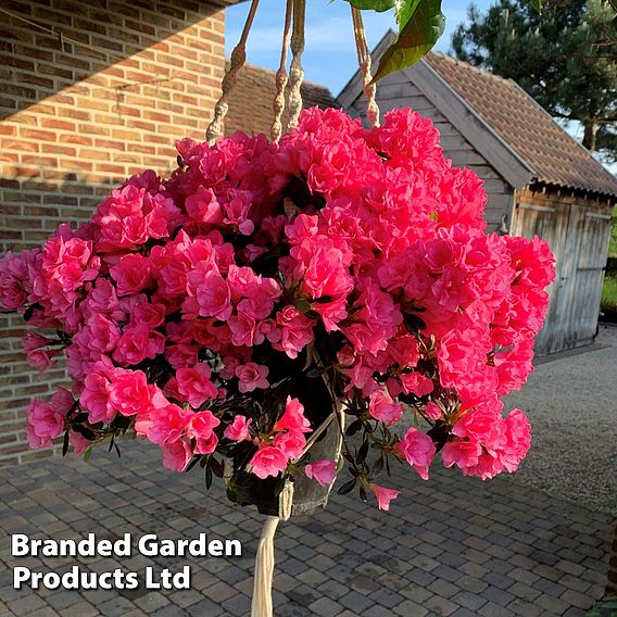 Azalea cascadula 'Bright Fuchsia'