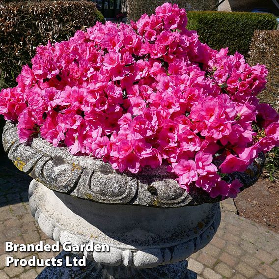 Azalea cascadula 'Bright Fuchsia'