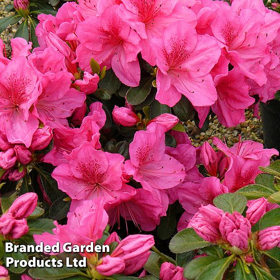 Rhododendron 'Dearest' (Hyde) (Azalea Group)