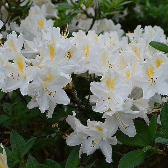 Rhododendron 'Gumpo White' (Azalea Group)