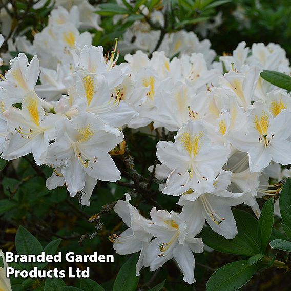 Rhododendron 'Gumpo White' (Azalea Group)