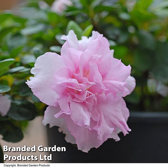 Rhododendron 'Betty Anne Voss' (Azalea Group)