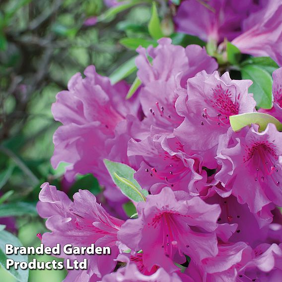 Azalea 'Dwarf Lilac'