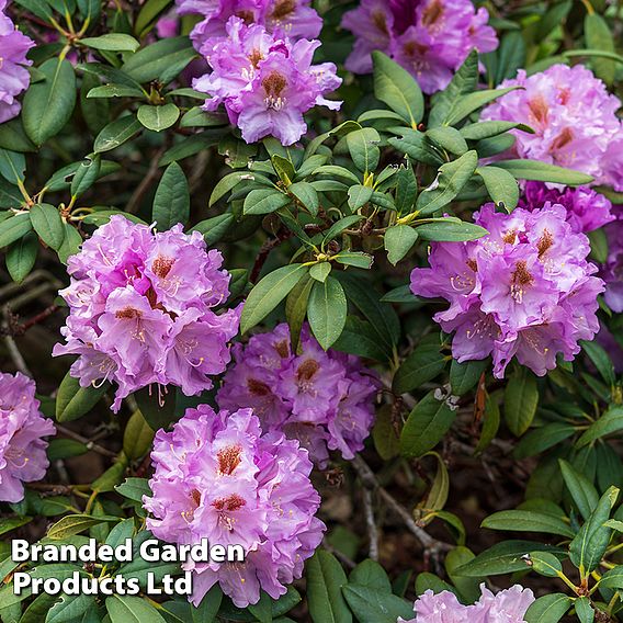 Azalea 'Dwarf Lilac'