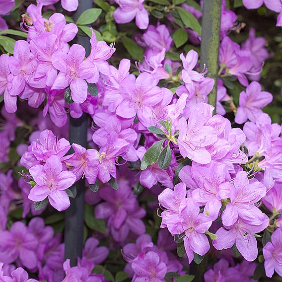 Rhododendron 'Elsie Lee' (Azalea Group)