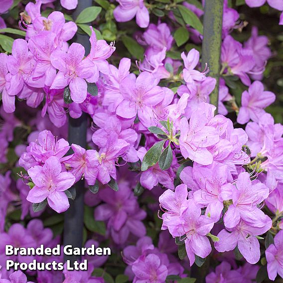 Rhododendron 'Elsie Lee' (Azalea Group)