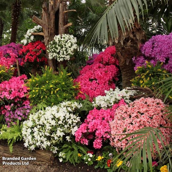 Azalea 'Dwarf Collection'