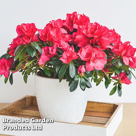 Azalea 'Dwarf Red'