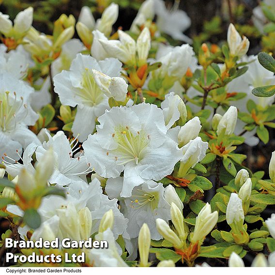 Azalea 'Dwarf White'