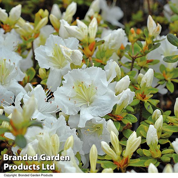 Rhododendron 'Mary Helen' (Azalea Group)