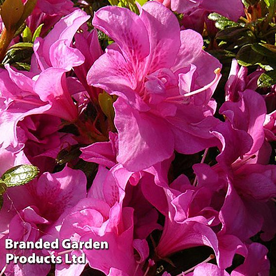 Rhododendron 'Flower Arranger' (Hyde) (Azalea Group)