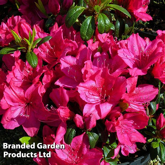 Rhododendron 'Georg Arends' (Azalea Group)