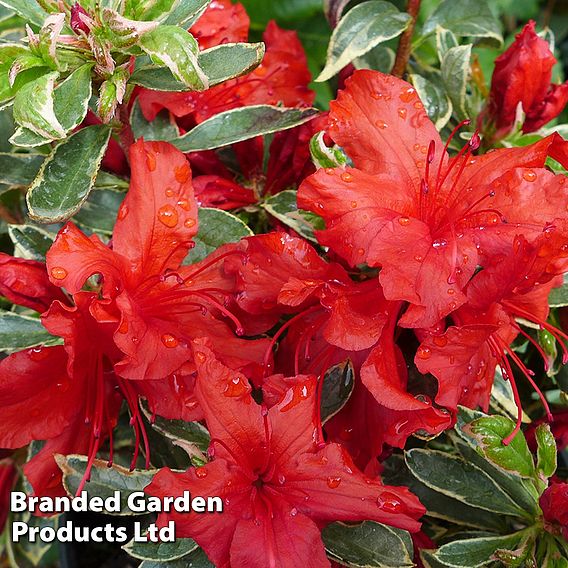 Rhododendron 'Girard's Variegated Hot Shot' (Azalea Group)