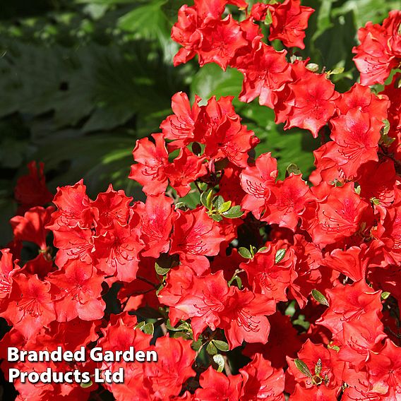 Azalea 'Japanese Red'