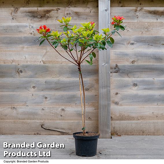 Azalea 'Japanese Red'