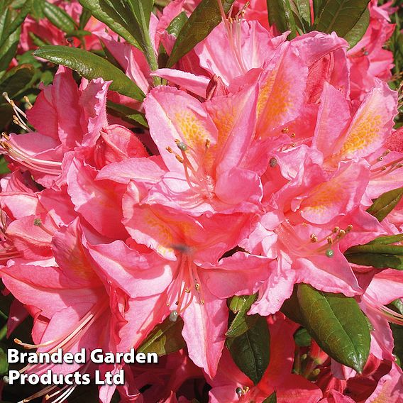 Rhododendron 'Jolie Madame' (Azalea Group)