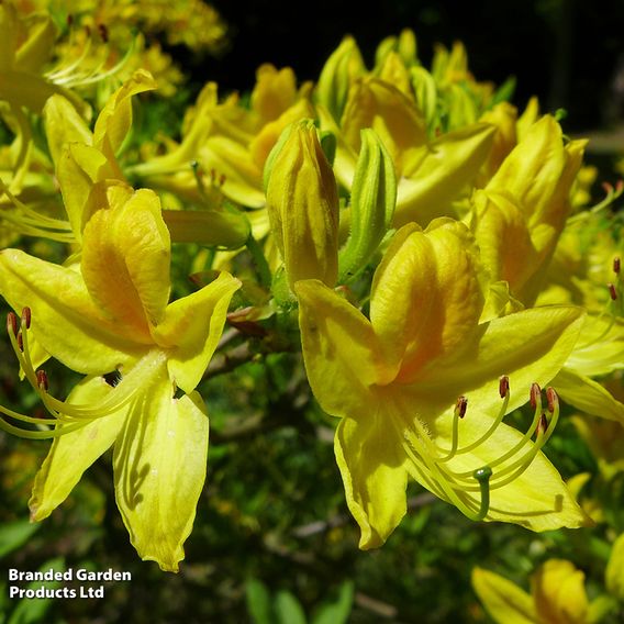 Rhododendron luteum