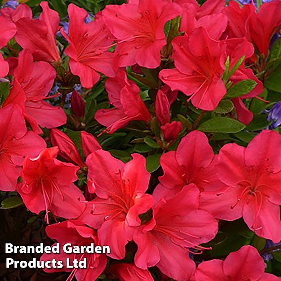 Rhododendron 'Nico' (Azalea Group)