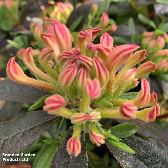 Azalea mollis 'Parfumollis Salmon'