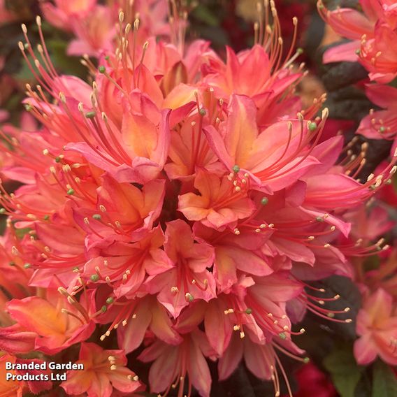 Azalea mollis 'Parfumollis Salmon'