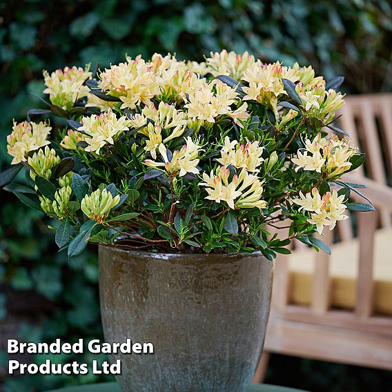 Azalea mollis 'Parfumollis Yellow'