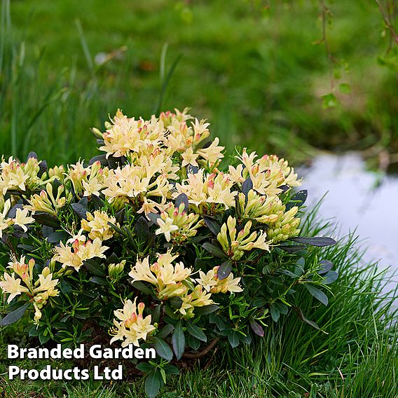 Azalea mollis 'Parfumollis Yellow'