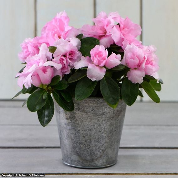 Azalea 'Dwarf Pink'
