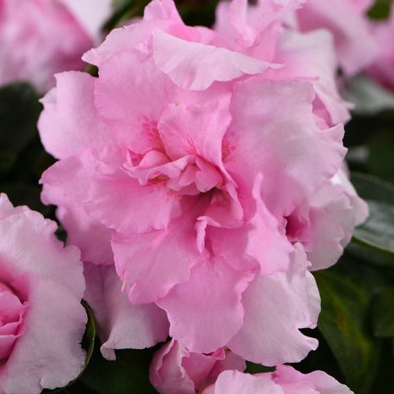 Azalea 'Dwarf Pink'