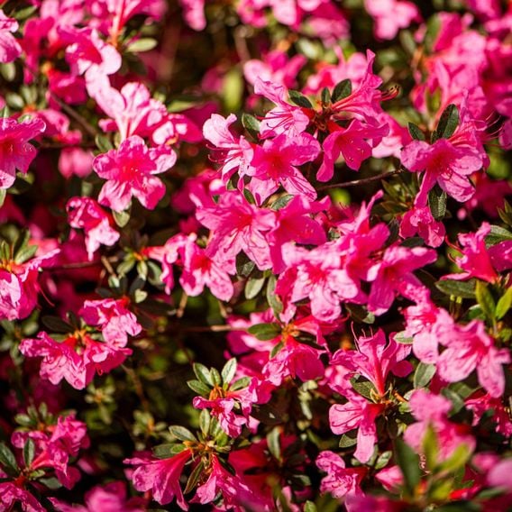 Azalea 'Dwarf Pink'