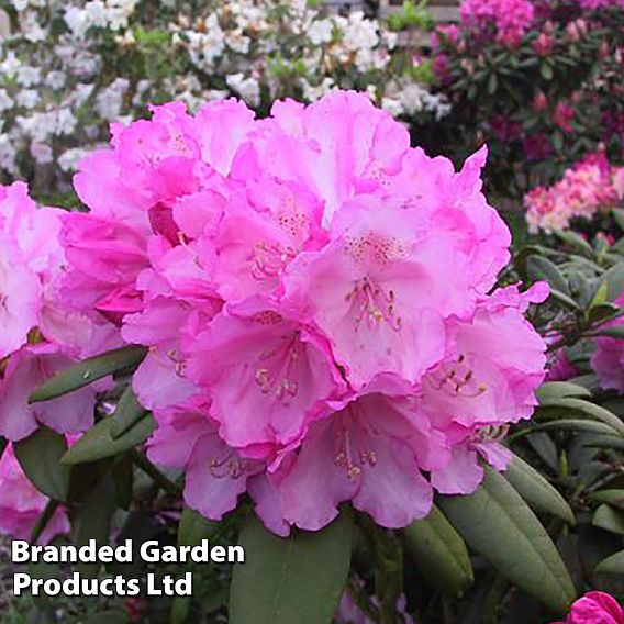 Rhododendron 'Hachmann's Polaris'