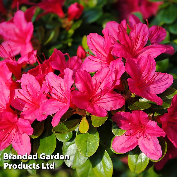 Rhododendron 'Purple Cushion' (Azalea Group)