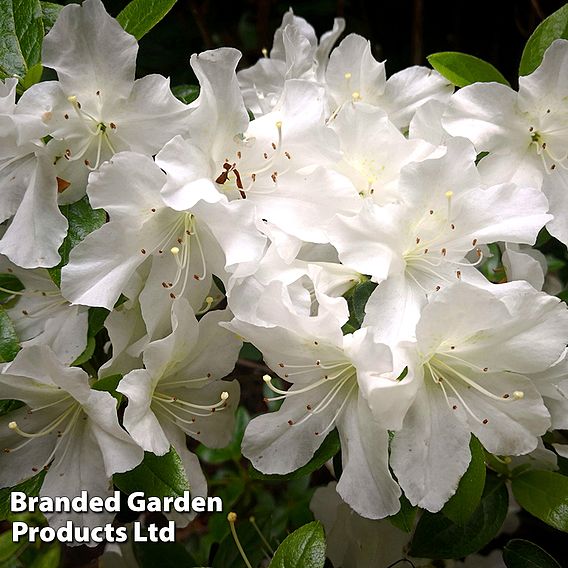 Rhododendron 'Mary Helen' (Azalea Group)