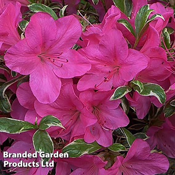 Rhododendron 'Salmon's Leap' (Azalea Group)