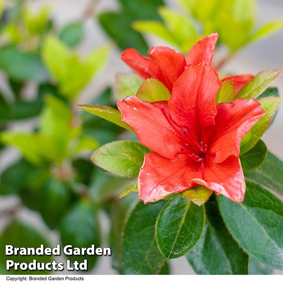 Azalea 'Japanese Red'