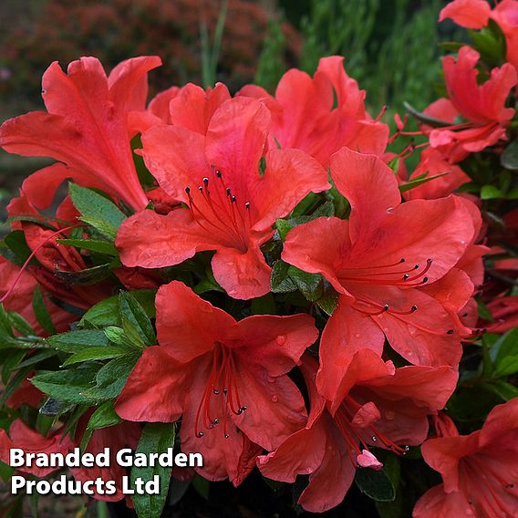 Azalea 'Vuyks Orange'