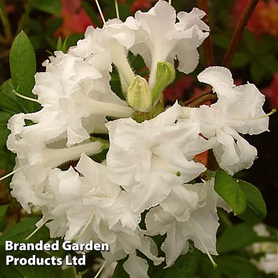 Rhododendron 'Whitethroat' (Azalea Group)