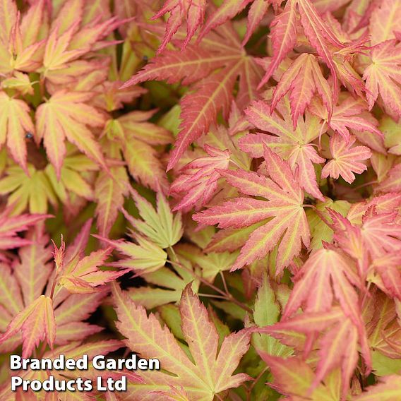 Acer palmatum 'Orange Dream'