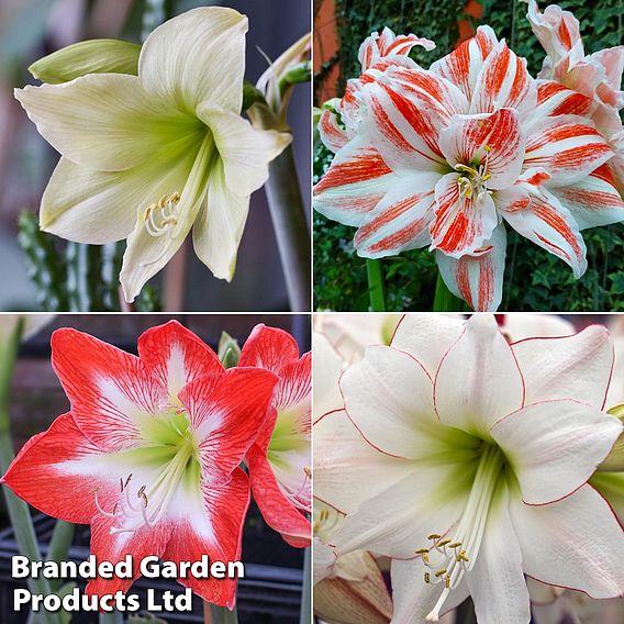 Amaryllis Collection