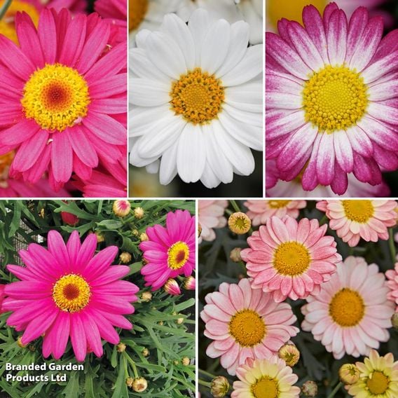 Argyranthemum frutescens 'Aramis Collection'