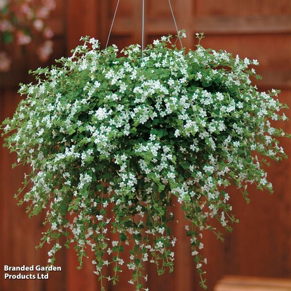 Bacopa 'Snowtopia'