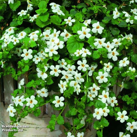 Bacopa 'Snowtopia'