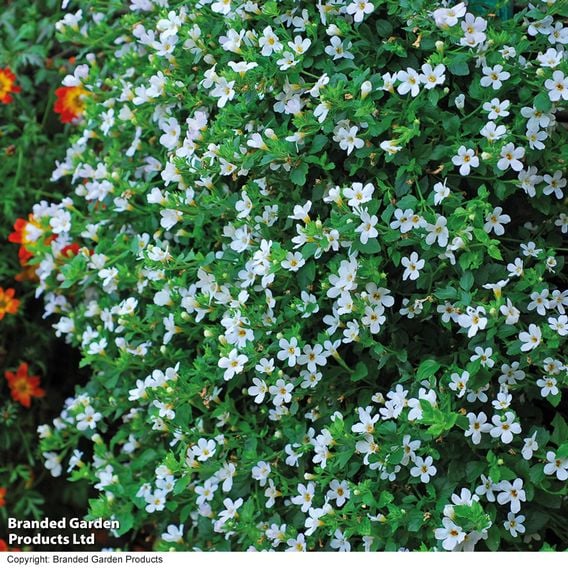 Bacopa 'Snowtopia'