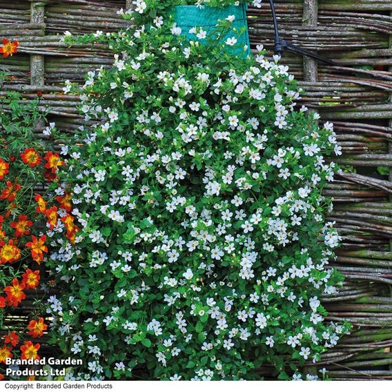 Bacopa 'Snowtopia'