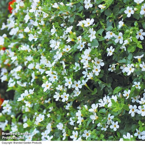 Bacopa 'Snowtopia'