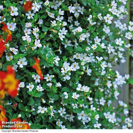 Bacopa 'Snowtopia'