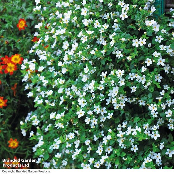 Bacopa 'Snowtopia'